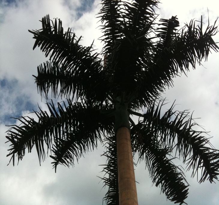 Camouflaged Coconut Tree Towers