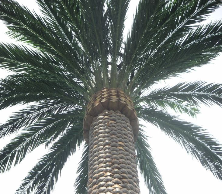Camouflaged Coconut Tree Towers