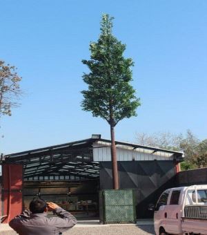 Torres camufladas de Fiscus Tree