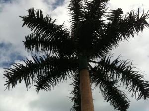 Torres de telefonía celular disfrazadas de árboles