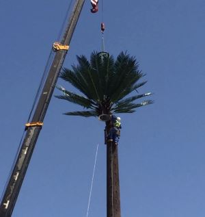¿Se están desarrollando nuevos tipos de antenas?