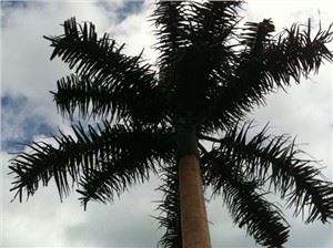 Antena de 20m Comunicación de acero Pine Tree Pole Tower
